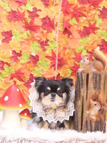 20241130プリンちゃん